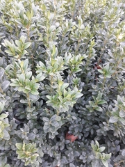 Buxus