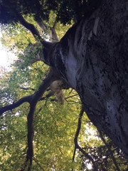 Fagus sylvatica