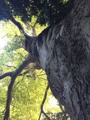 Fagus sylvatica