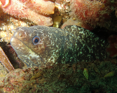 Gymnothorax pseudothyrsoideus