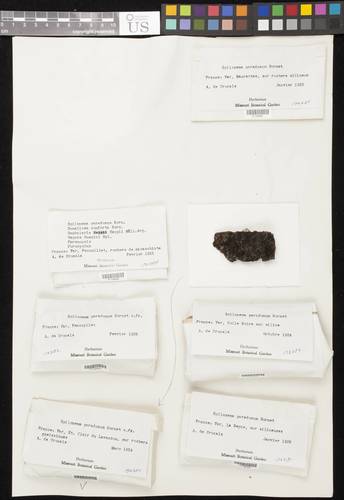 Representative image of Spilonema paradoxum