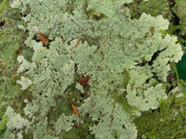 Cotton Lichens