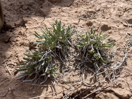 Galisteo sand verbena (Abronia bigelovii)