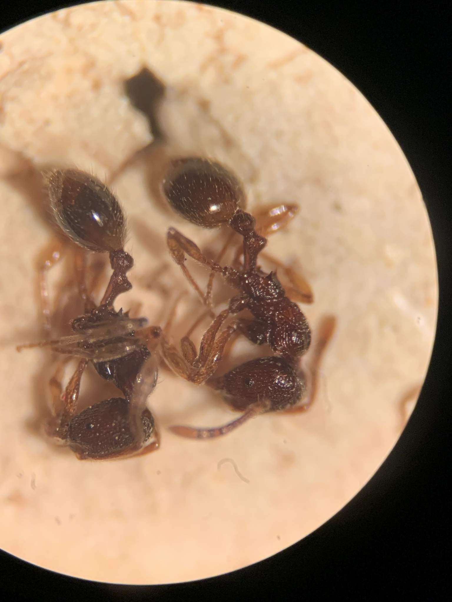 Stenamma striatulum