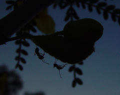 Dorymyrmex bicolor