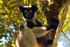 Indri photo 5