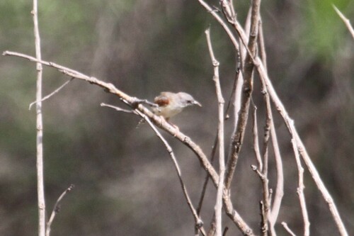 Red-winged Prinia (Prinia erythroptera), photo 2