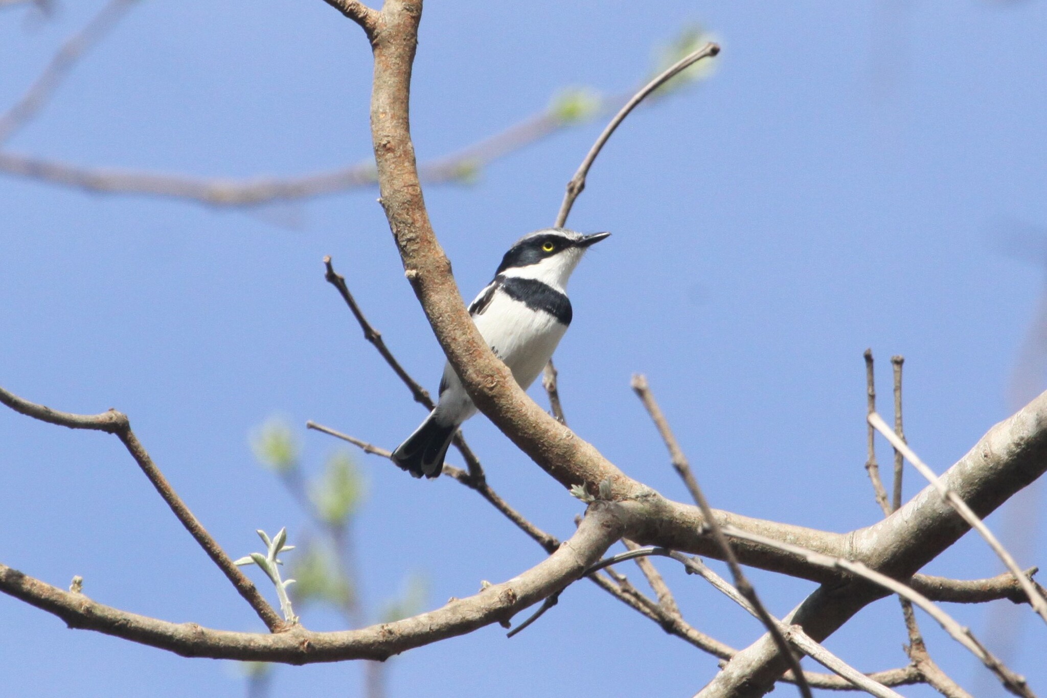 Pale Batis (Batis soror), photo 2