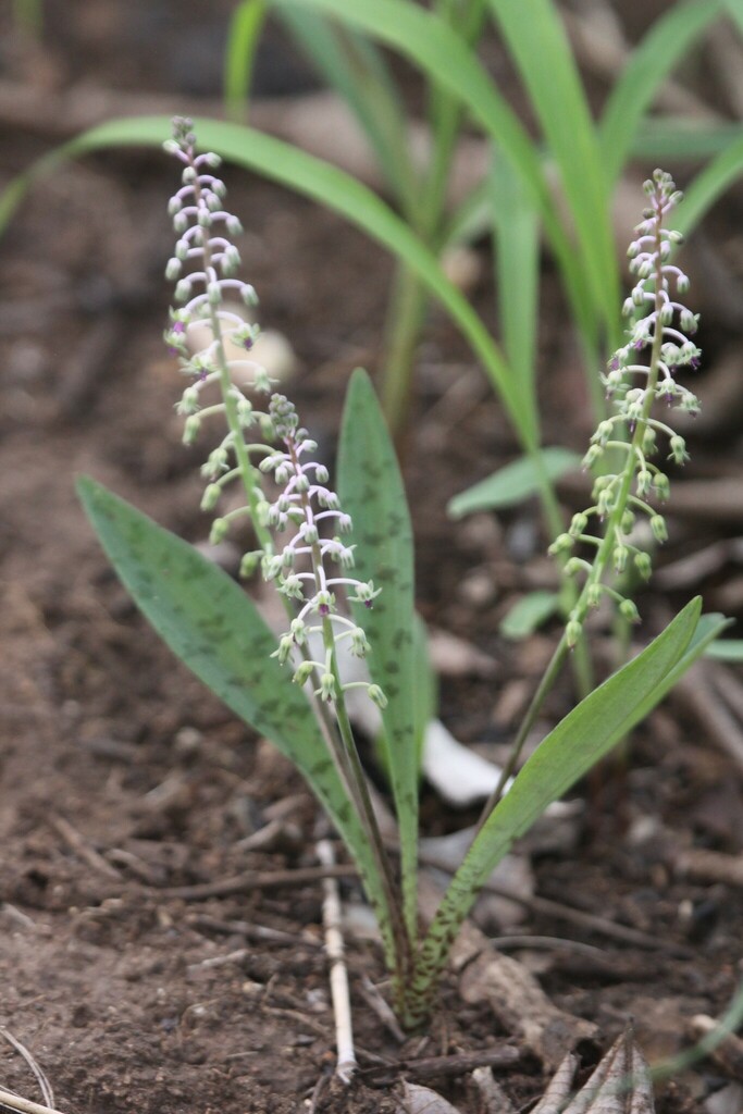 Ledebouria papillata, Gorongosa, Mozambique