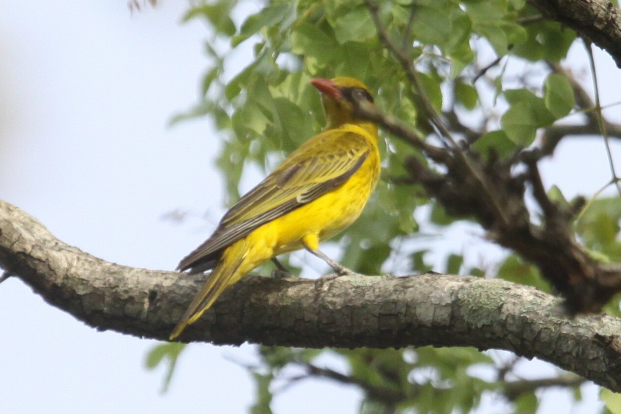 African Golden Oriole (Oriolus auratus)