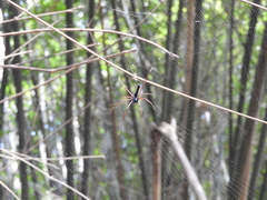 Nephila
