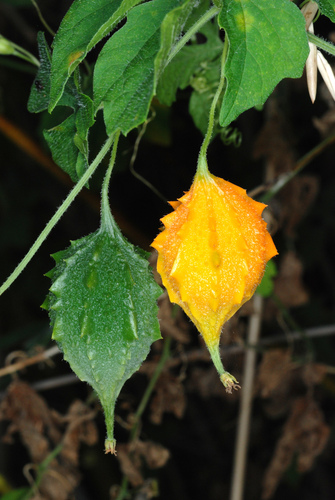 Momordica charantia