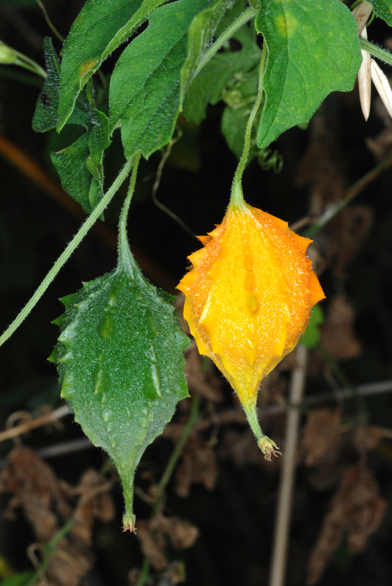 Momordica charantia