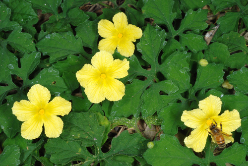 Momordica charantia