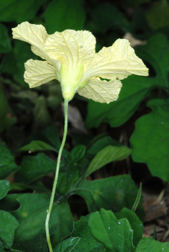 Momordica charantia