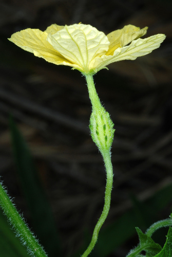 Momordica charantia
