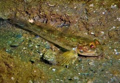 Acentrogobius pflaumii