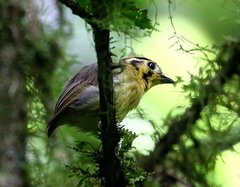Platyrinchus coronatus