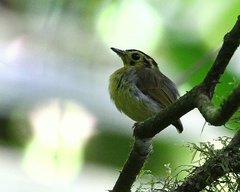 Platyrinchus coronatus