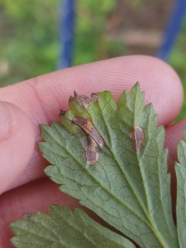 Pseudocercospora gei observed 2023-04-20