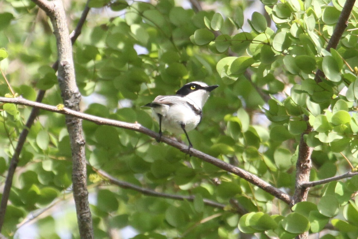 Pale Batis (Batis soror), photo 3