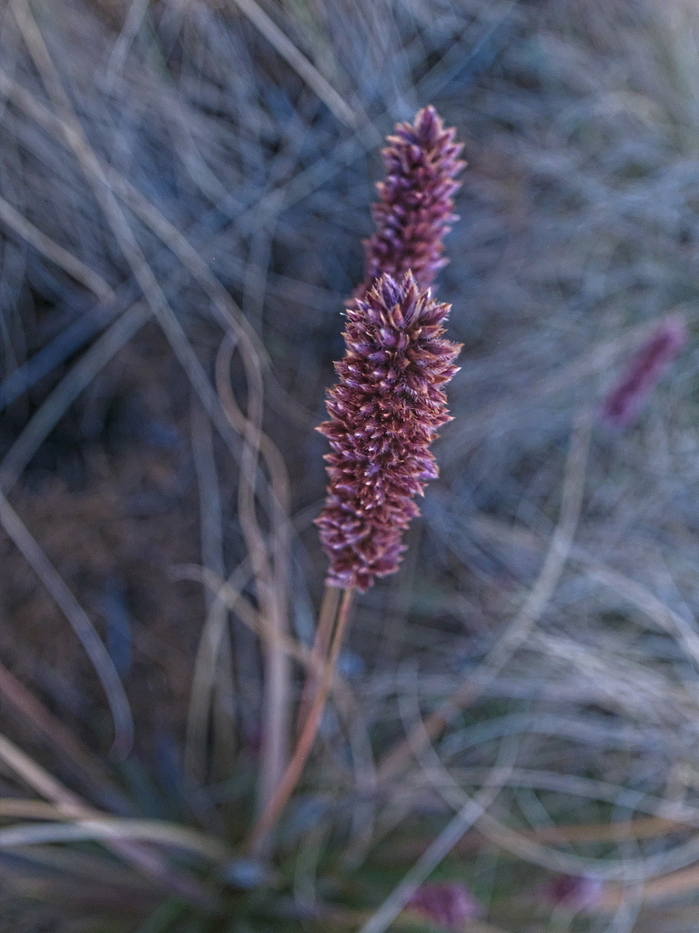 Stiburus conrathii