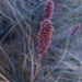 Eragrostis conrathii - Photo (c) Chris Wahlberg, alguns direitos reservados (CC BY-NC), uploaded by Chris Wahlberg
