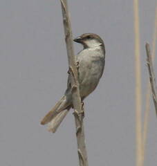 Socotra Sparrow photo 5