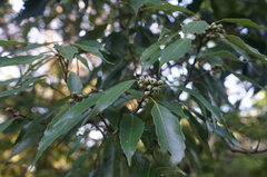 Quercus glauca