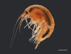 Gammarus seideli