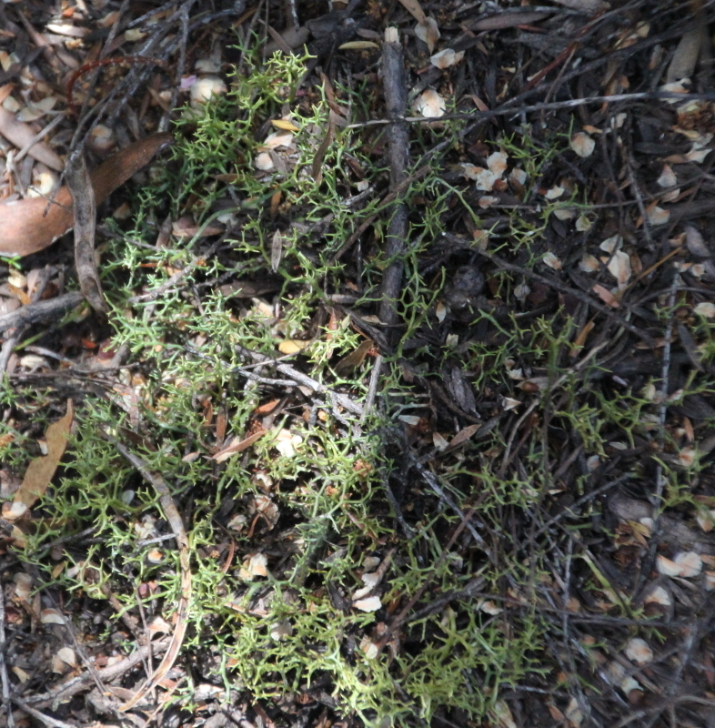 spindles and structured lichens from Henderson Bay nz on November 23 ...