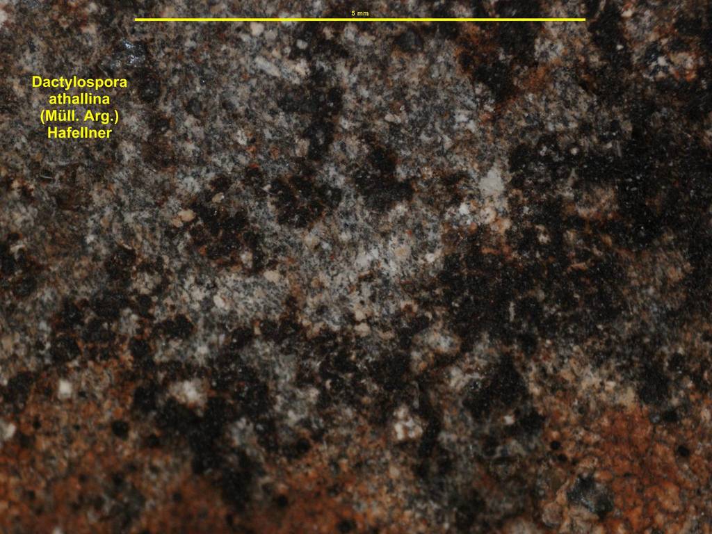Dactylosporaceae