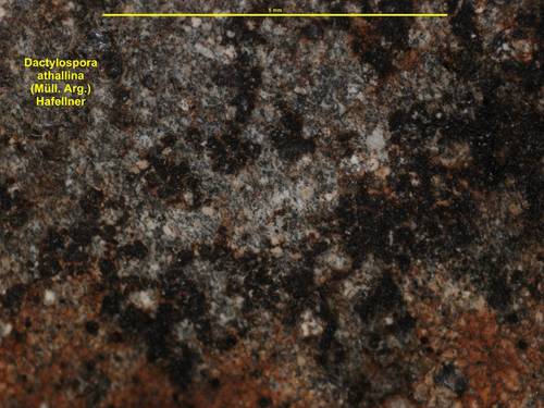 Representative image of Dactylosporaceae