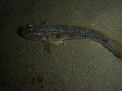 Acentrogobius pflaumii