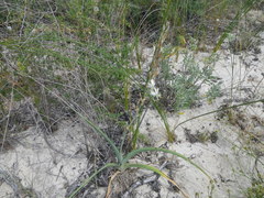Chlorophytum triflorum