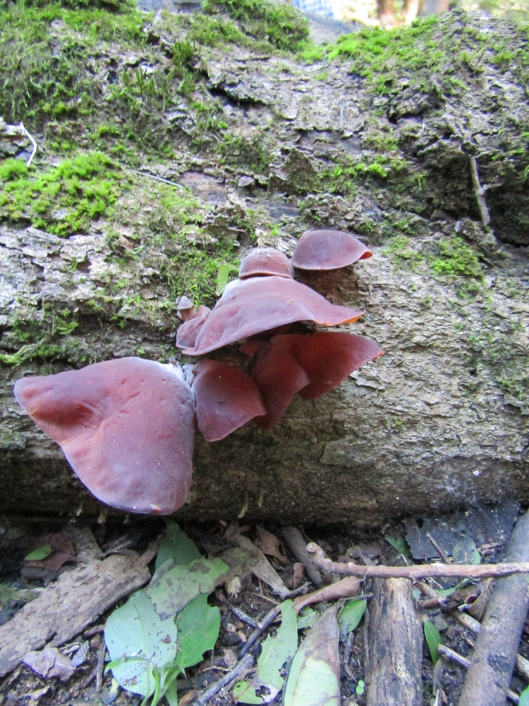 Auricularia fuscosuccinea · April 2023 · photo: © alanbenadia (iNaturalist, cc-by)