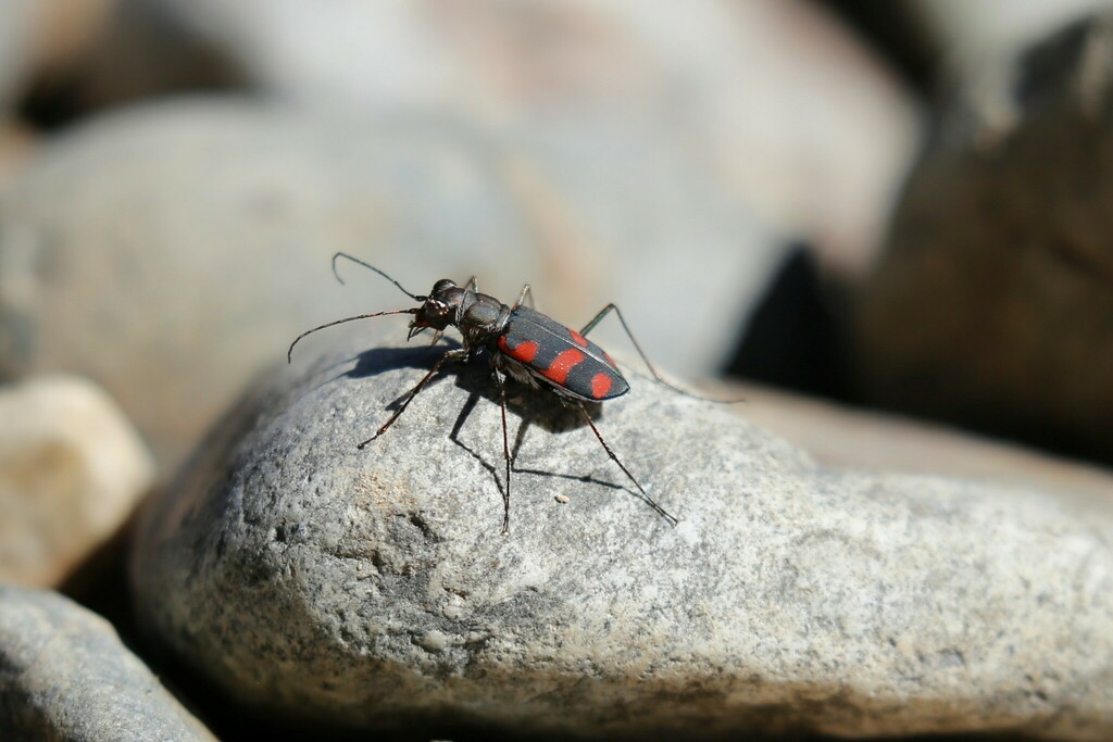 Orange-spotted Tiger Beetle