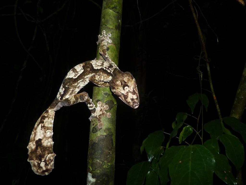 Giant Mossy Leaf-Tailed Gecko