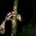 Giant Mossy Leaf-tailed Gecko - Photo (c) Lennart Hudel, some rights reserved (CC BY), uploaded by Lennart Hudel