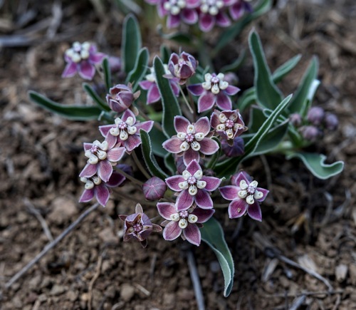 Image of Wheel milkweed by (c) Andrew Tree, some rights reserved (CC BY)