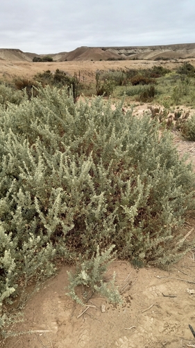 Atriplex clivicola (Atriplex clivicola)