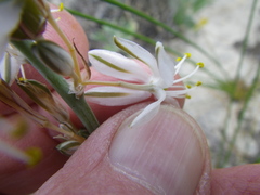 Chlorophytum triflorum