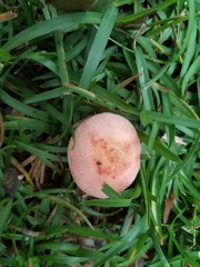 Russula flavisiccans