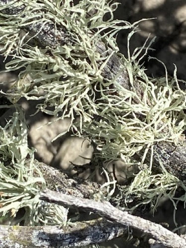 iNaturalist observation photo of bushy lichens, sea-fog lichens, and allies
