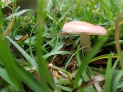Russula flavisiccans