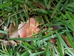 Russula flavisiccans