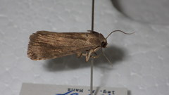 Hydrillodes repugnalis