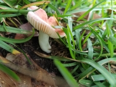 Russula flavisiccans