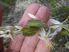 Chlorophytum triflorum
