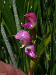 Disperis paludosa